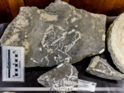 Fragmentos fossilíferos de Mesossaurídeos.